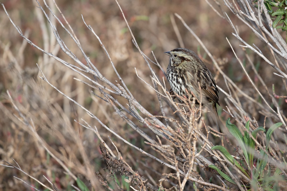 Song Sparrow (pusillula) - ML614505788