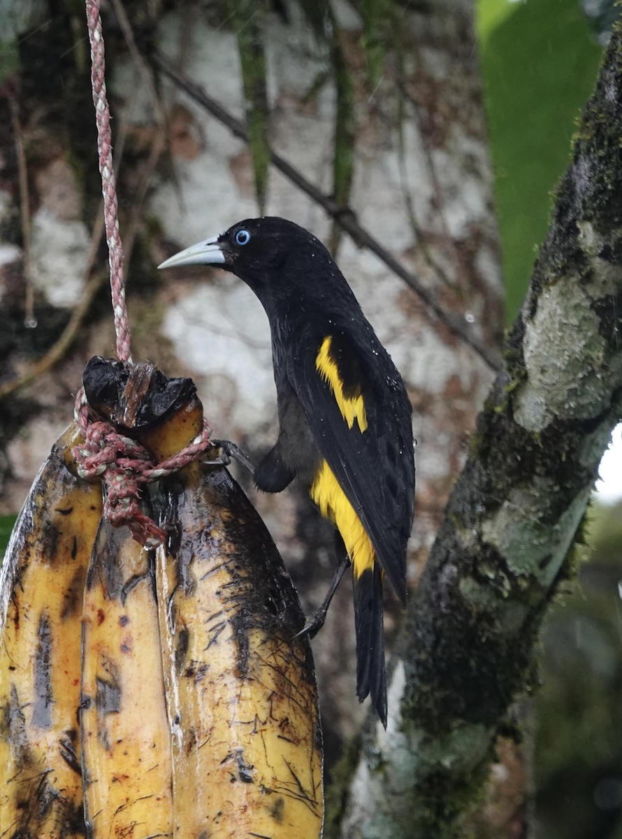 Yellow-rumped Cacique - ML614505897