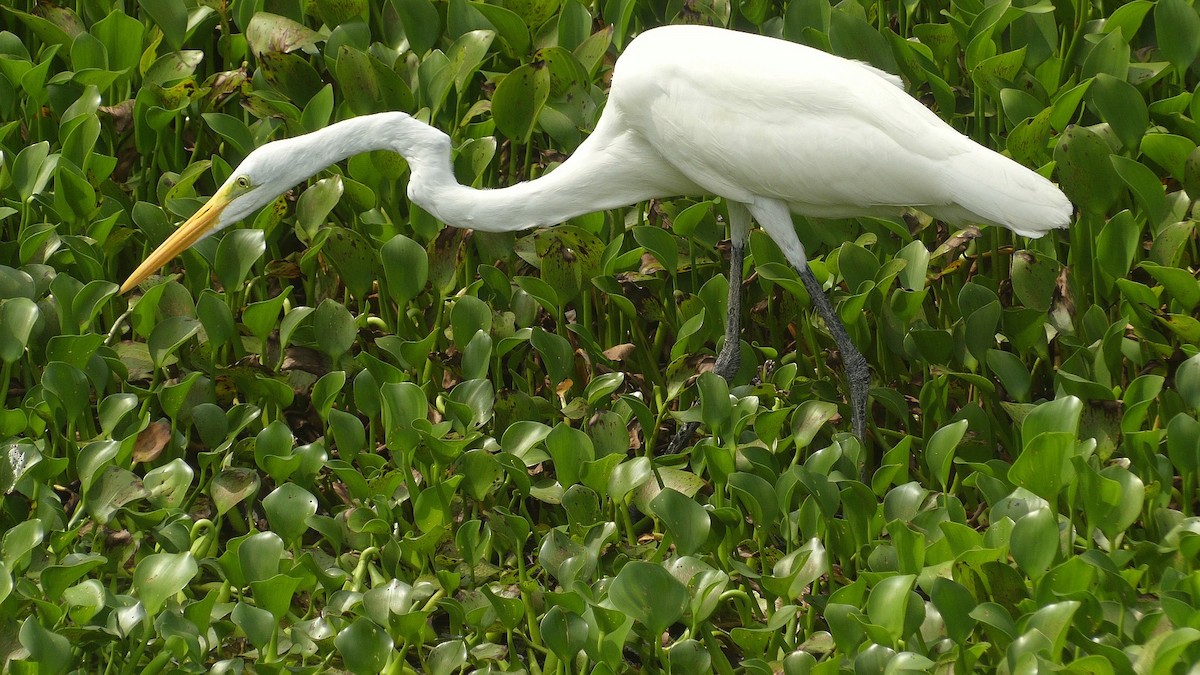 Great Egret - ML614505900