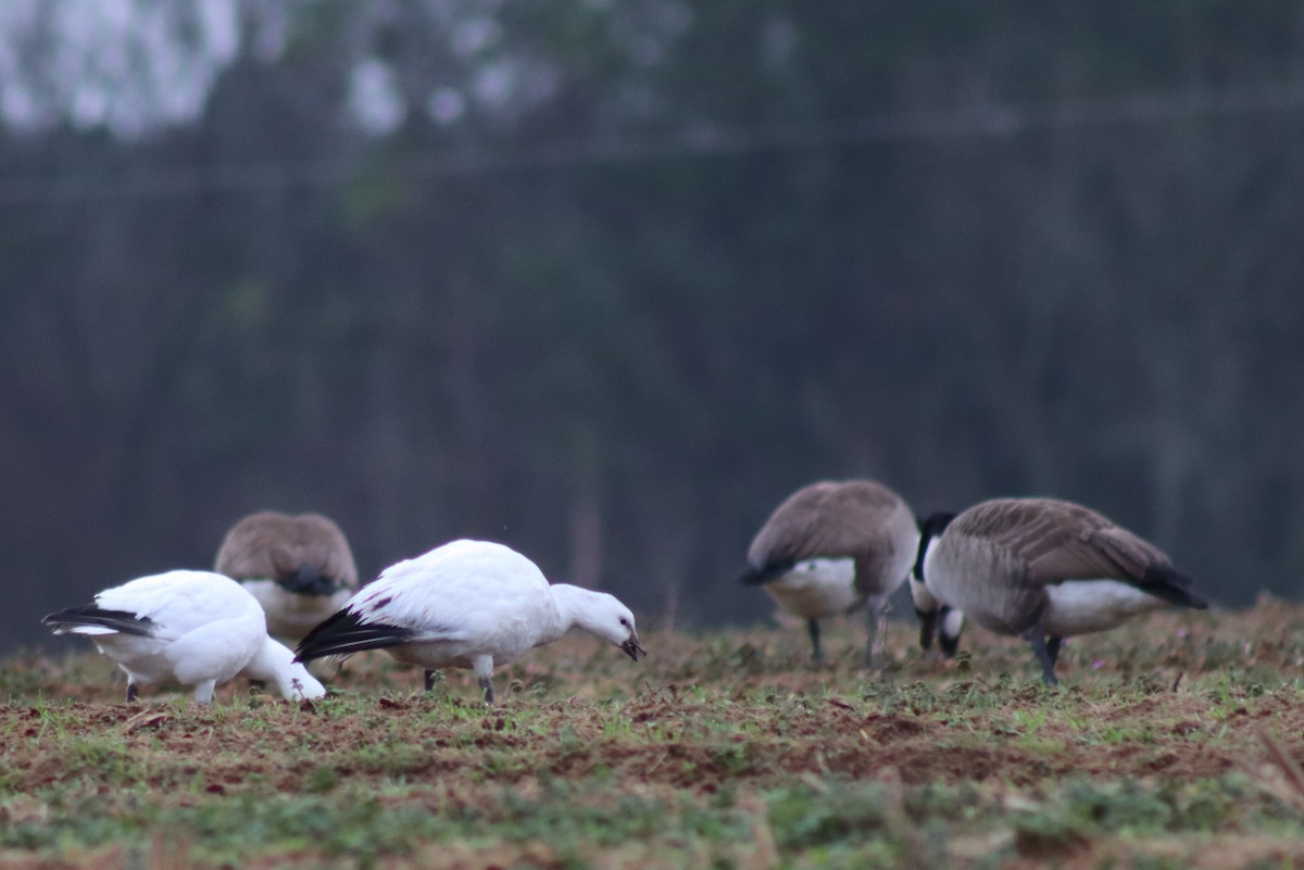 Ross's Goose - ML614505927