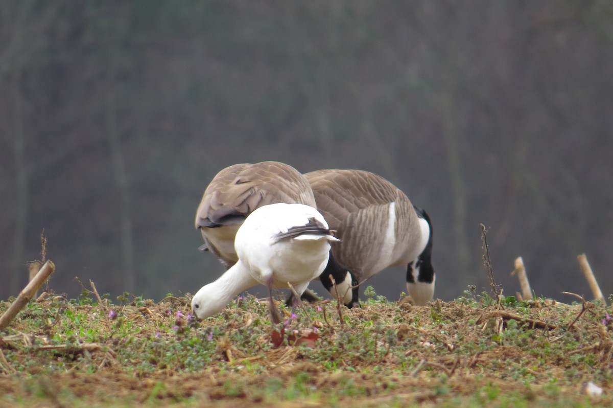 Ross's Goose - ML614505929