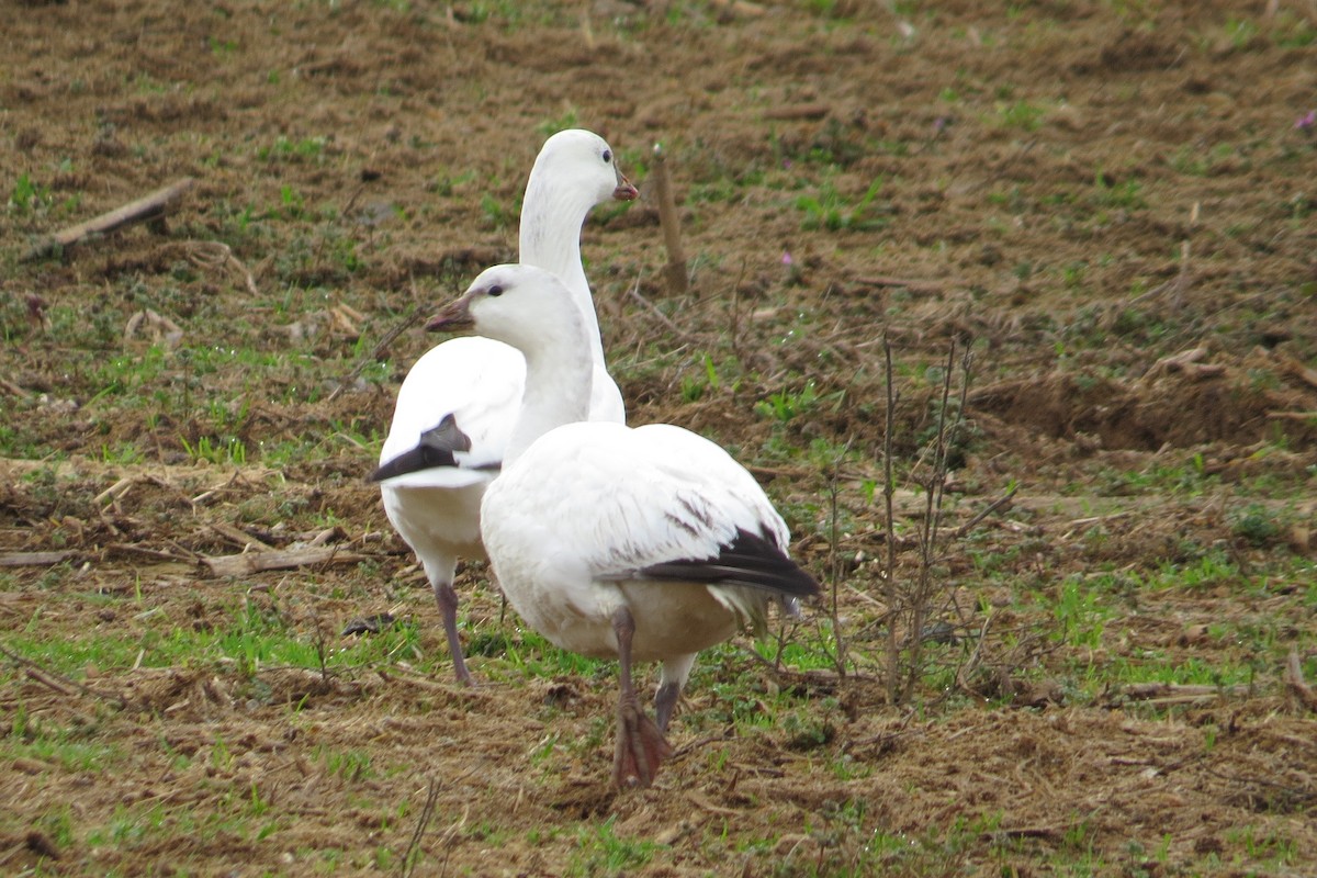 Ross's Goose - ML614505930