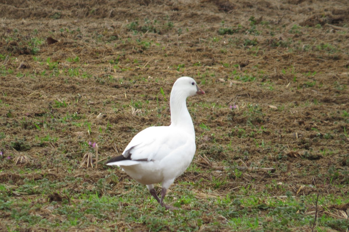 Ross's Goose - ML614505931