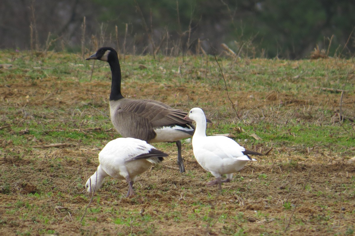 Ross's Goose - ML614505932