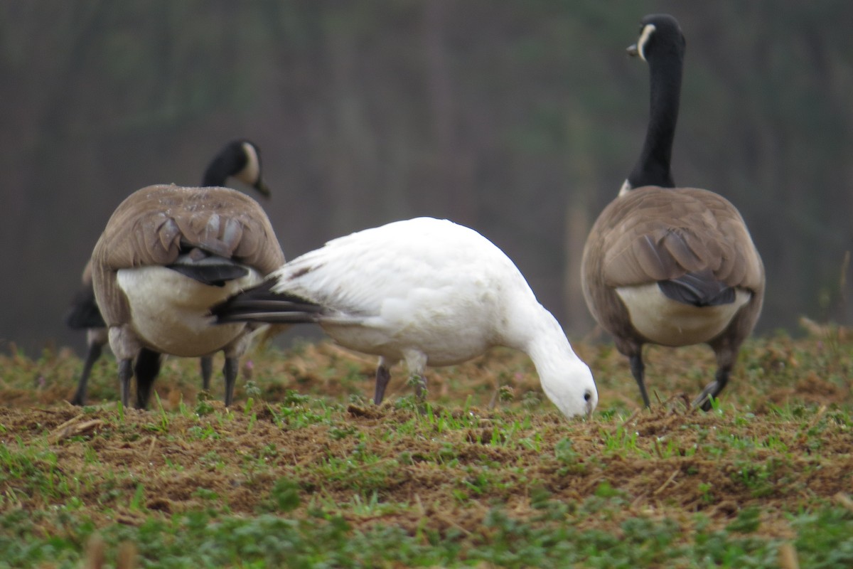 Ross's Goose - ML614505933