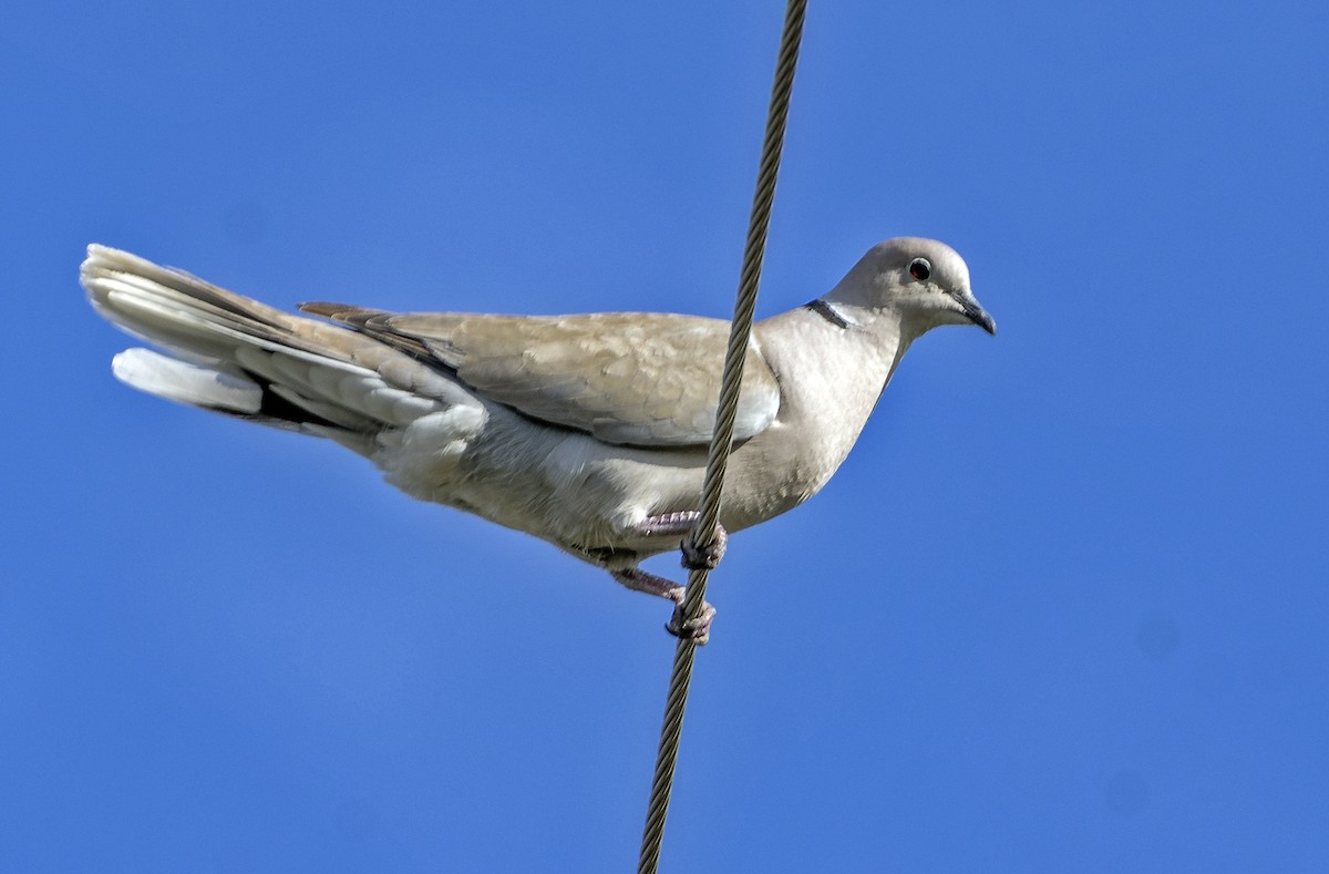 Eurasian Collared-Dove - ML614505935