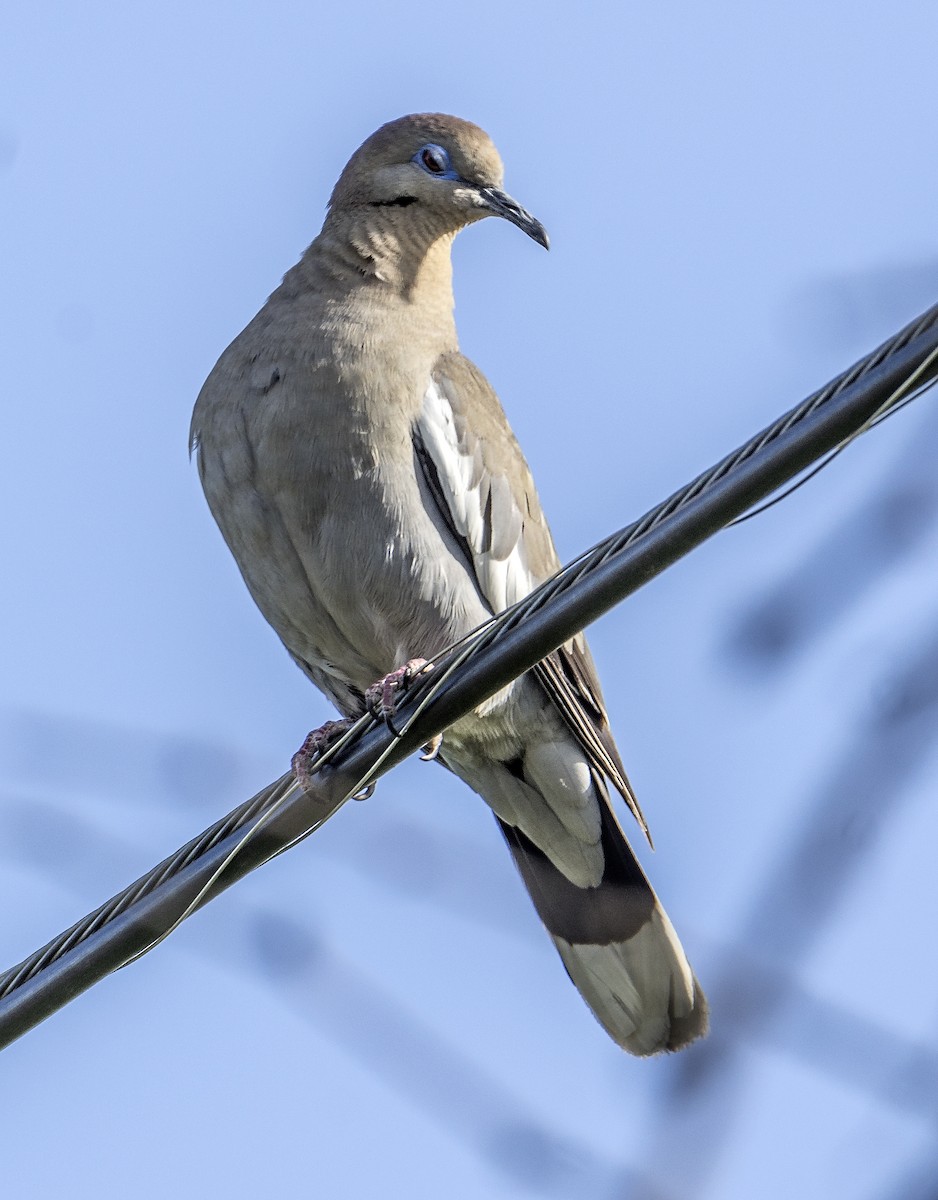 White-winged Dove - ML614505952