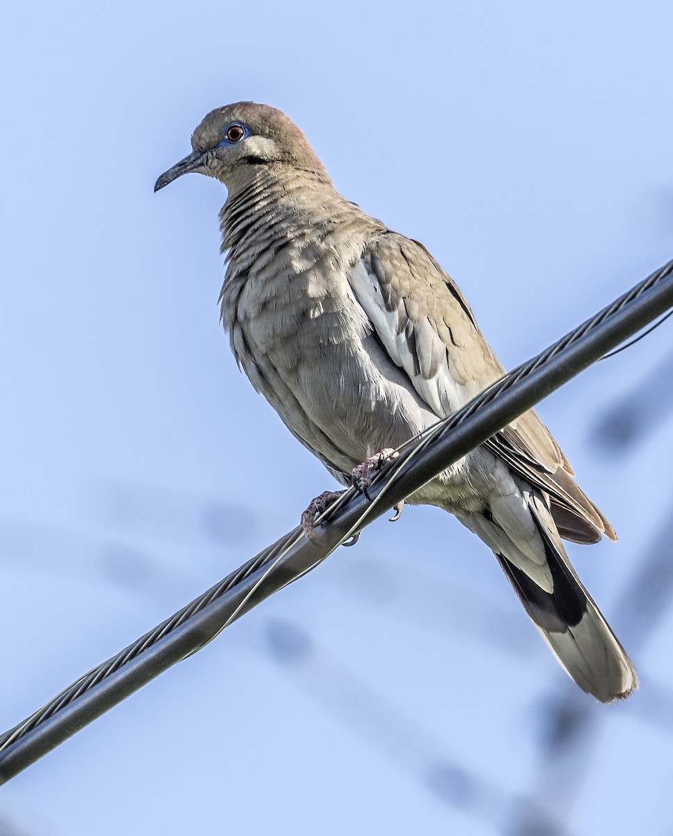 White-winged Dove - ML614505954