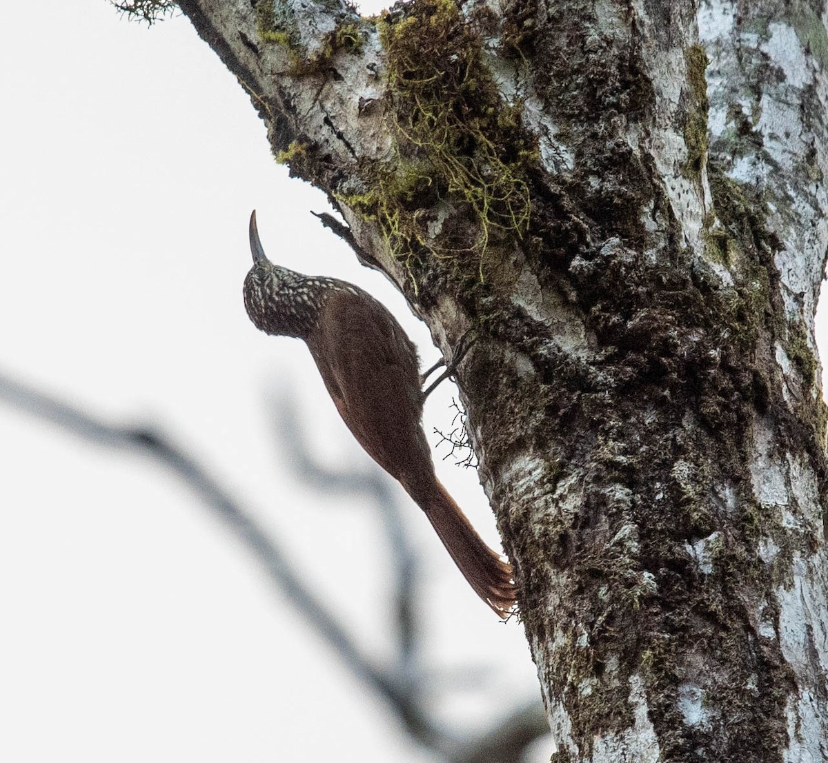 Streak-headed Woodcreeper - ML614506019