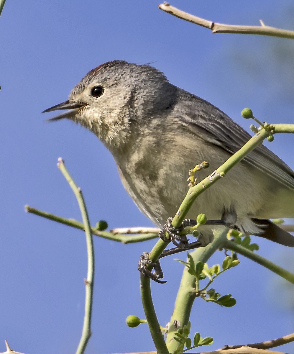 Lucy's Warbler - ML614506022