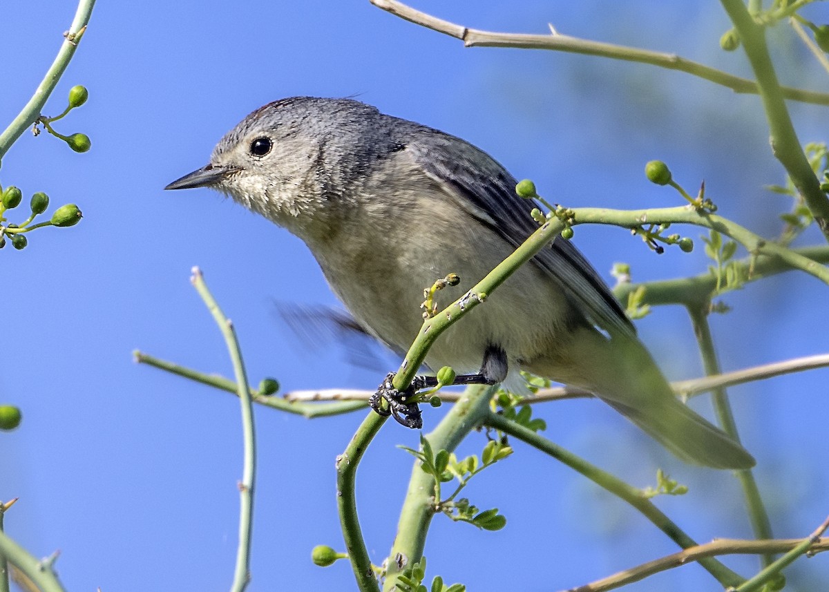 Lucy's Warbler - ML614506023