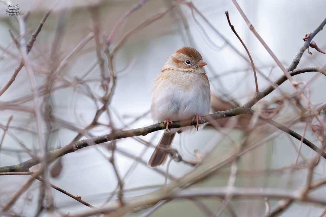 Field Sparrow - ML614506043