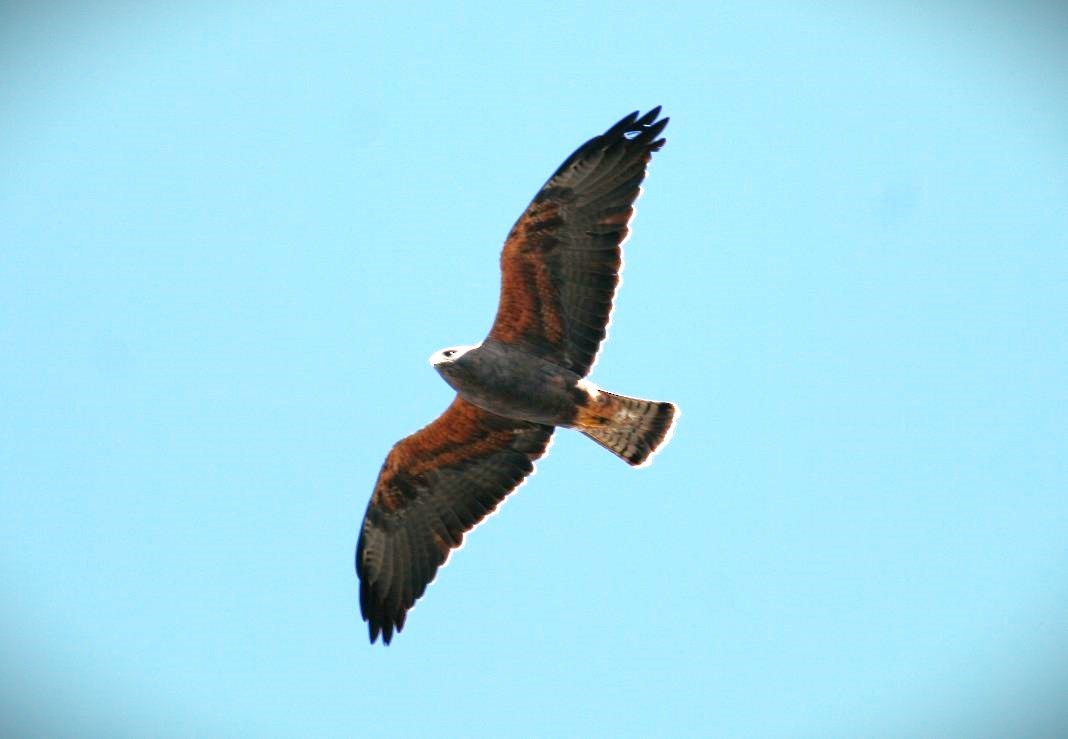 Swainson's Hawk - ML614506079