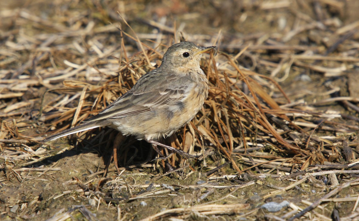 American Pipit - ML614506142