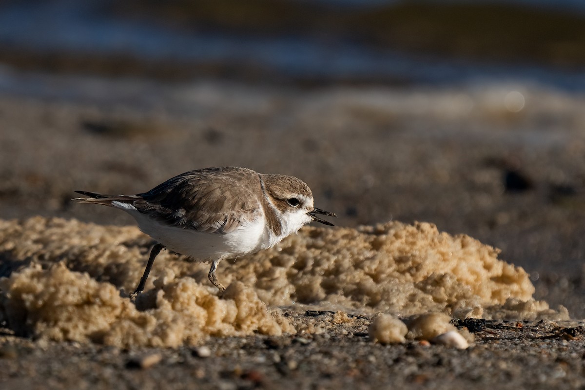 Snowy Plover - Andrea C