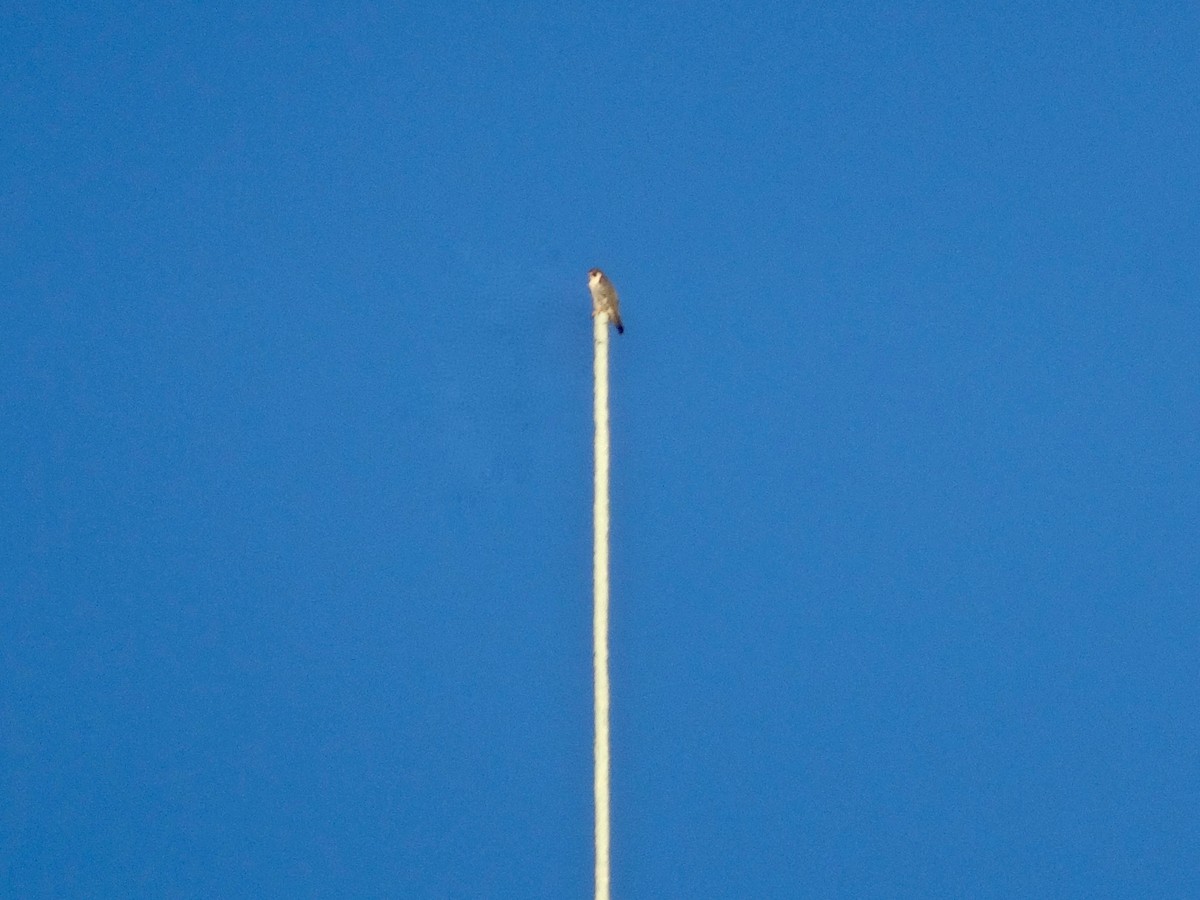 遊隼 - ML614506190