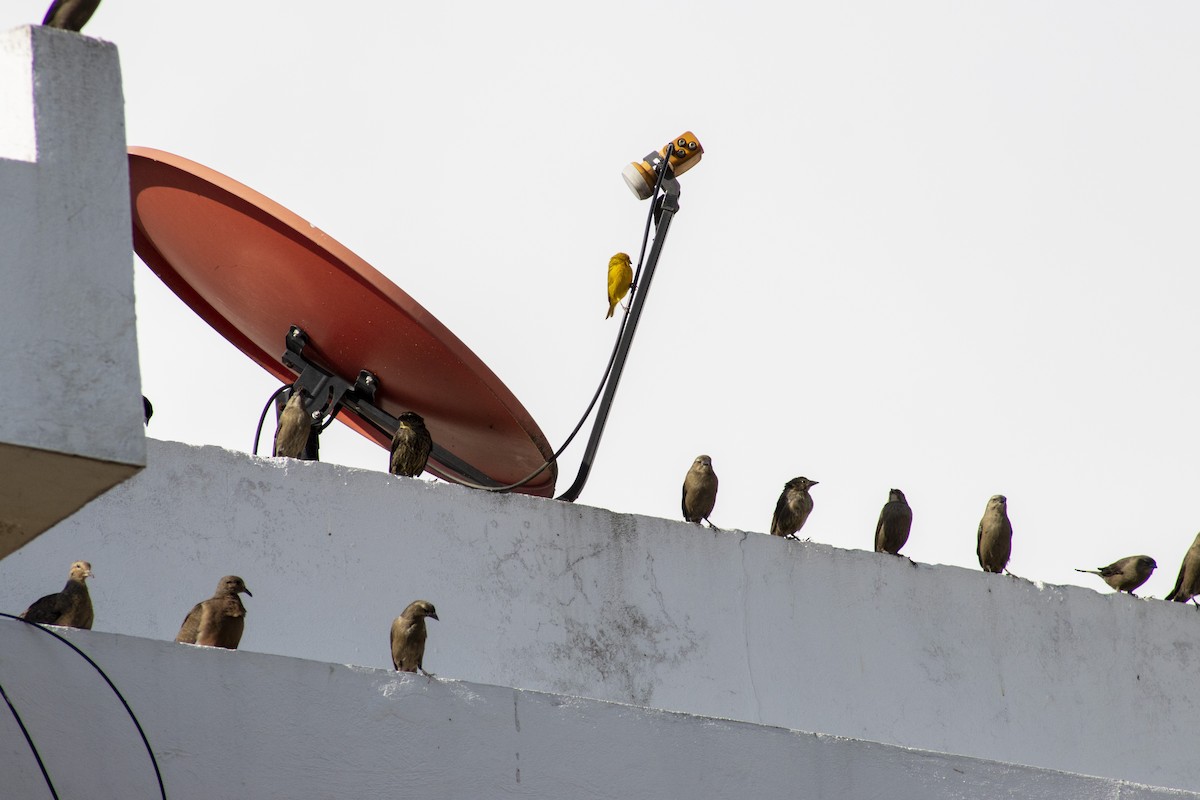 Eared Dove - ML614506236