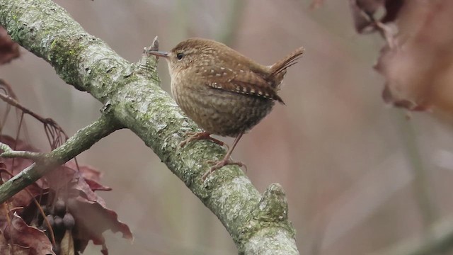 Chochín Hiemal - ML614506237