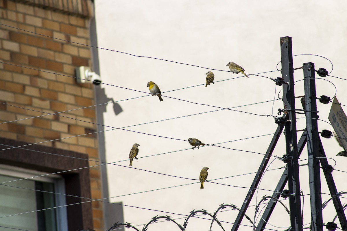 Saffron Finch - ML614506252