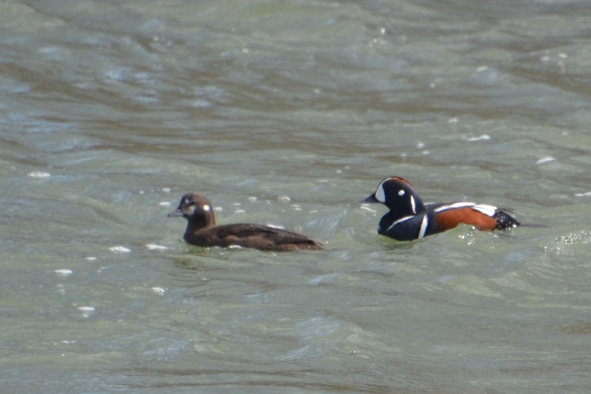 Harlequin Duck - ML614506311