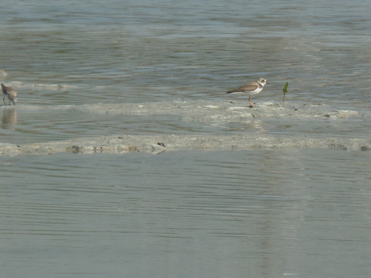 Semipalmated Plover - ML614506352