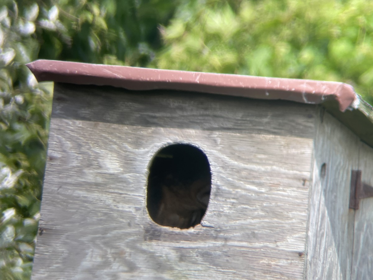 Barn Owl - ML614506355