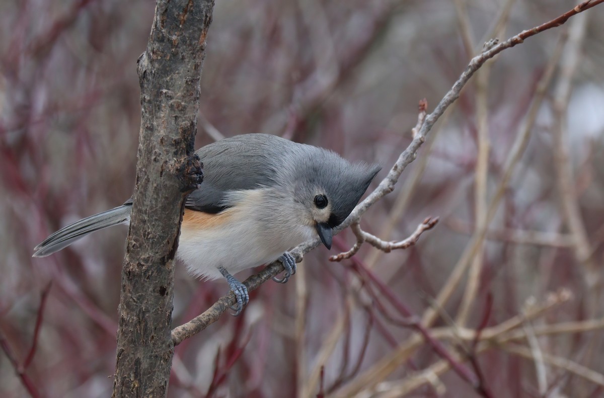 Tufted Titmouse - ML614506367