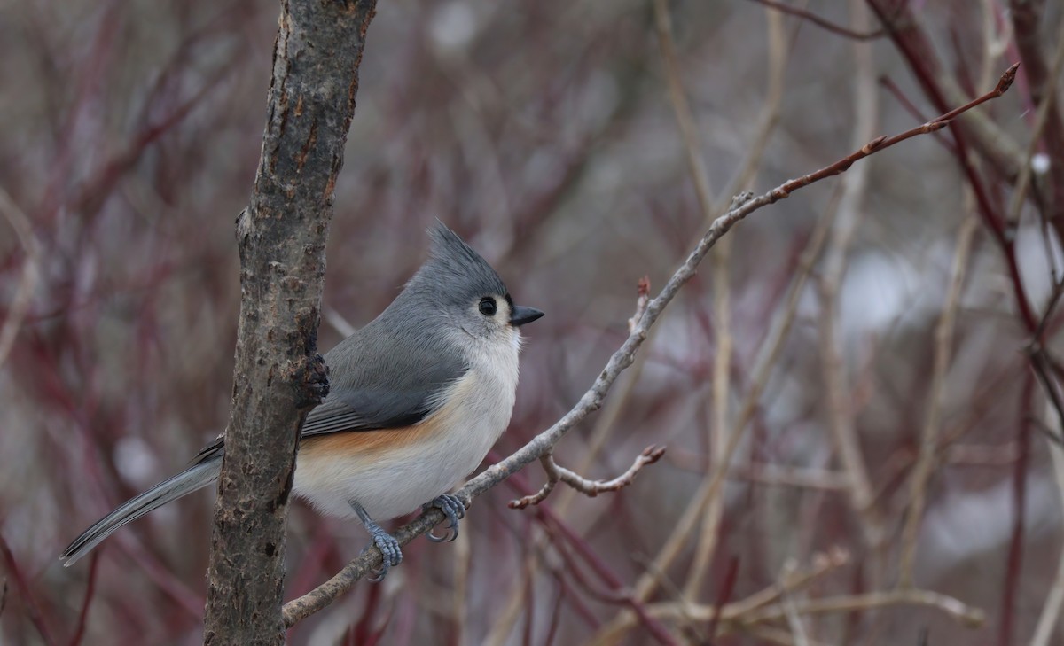 Tufted Titmouse - ML614506369