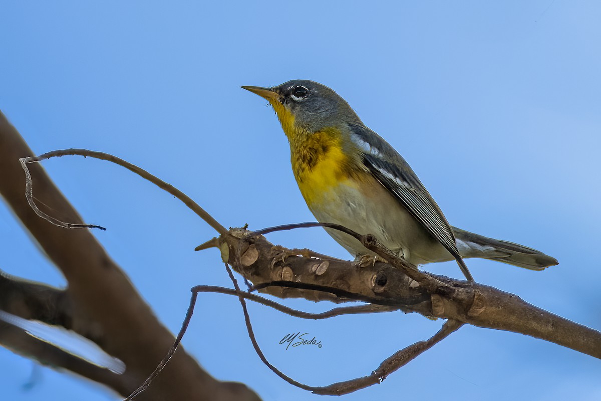 Parula Norteña - ML614506422