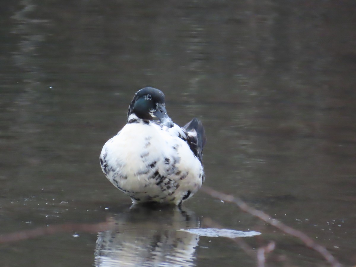 Muscovy Duck (Domestic type) - ML614506465