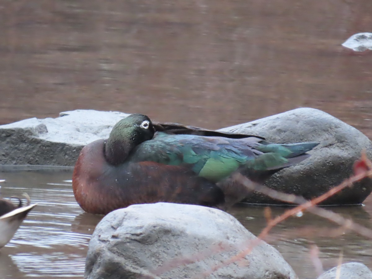 Muscovy Duck (Domestic type) - ML614506483