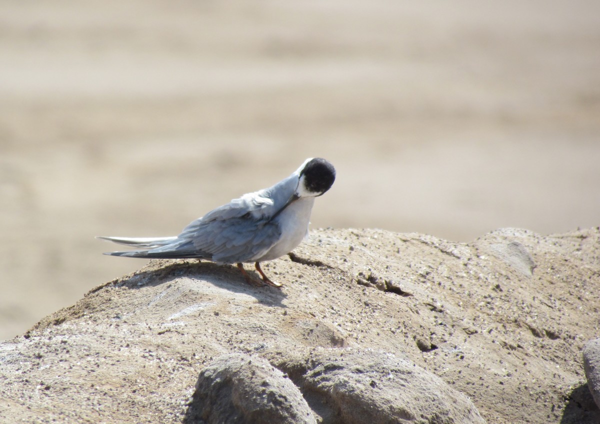 Peruvian Tern - ML614506503