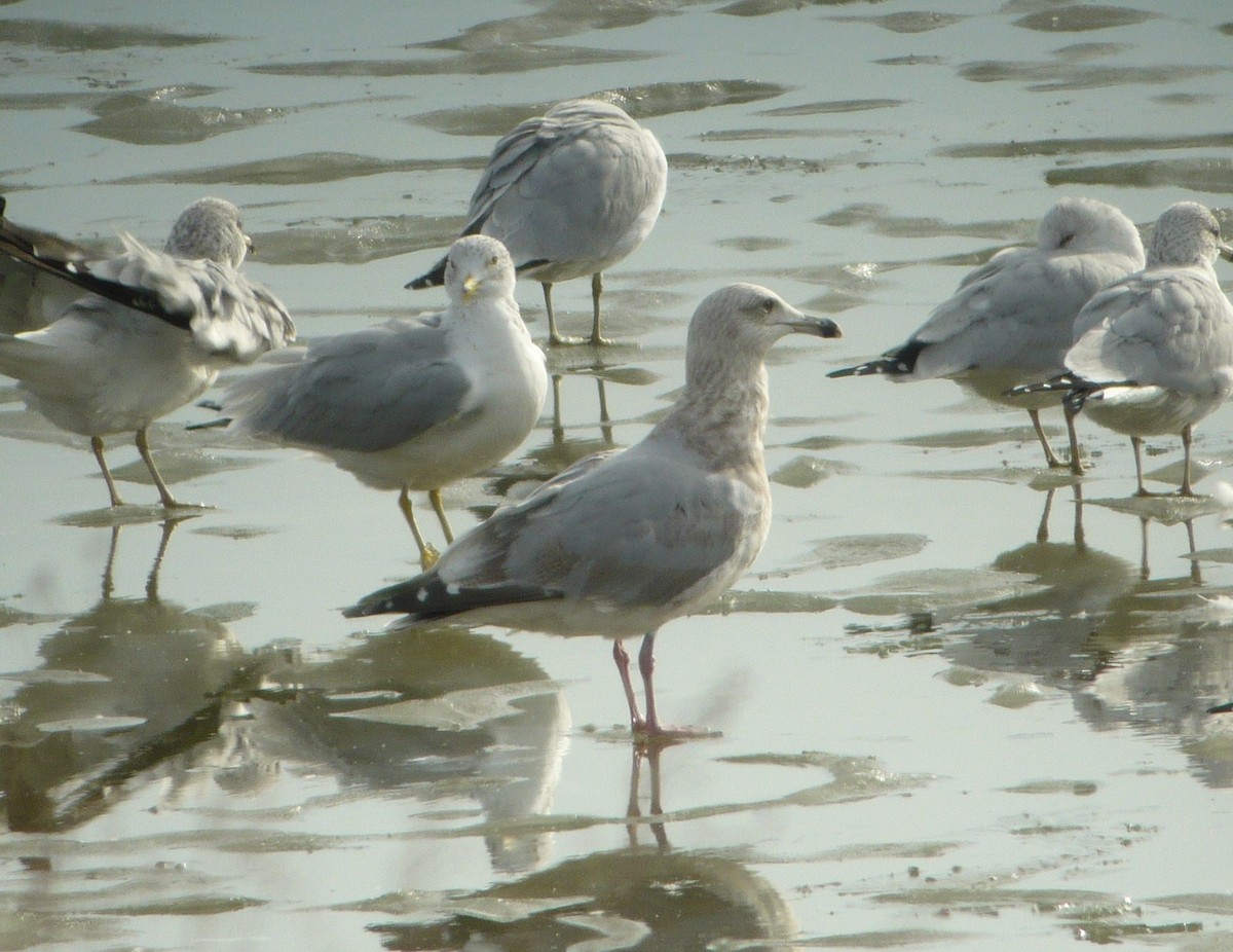 Gaviota Groenlandesa (thayeri) - ML614506520