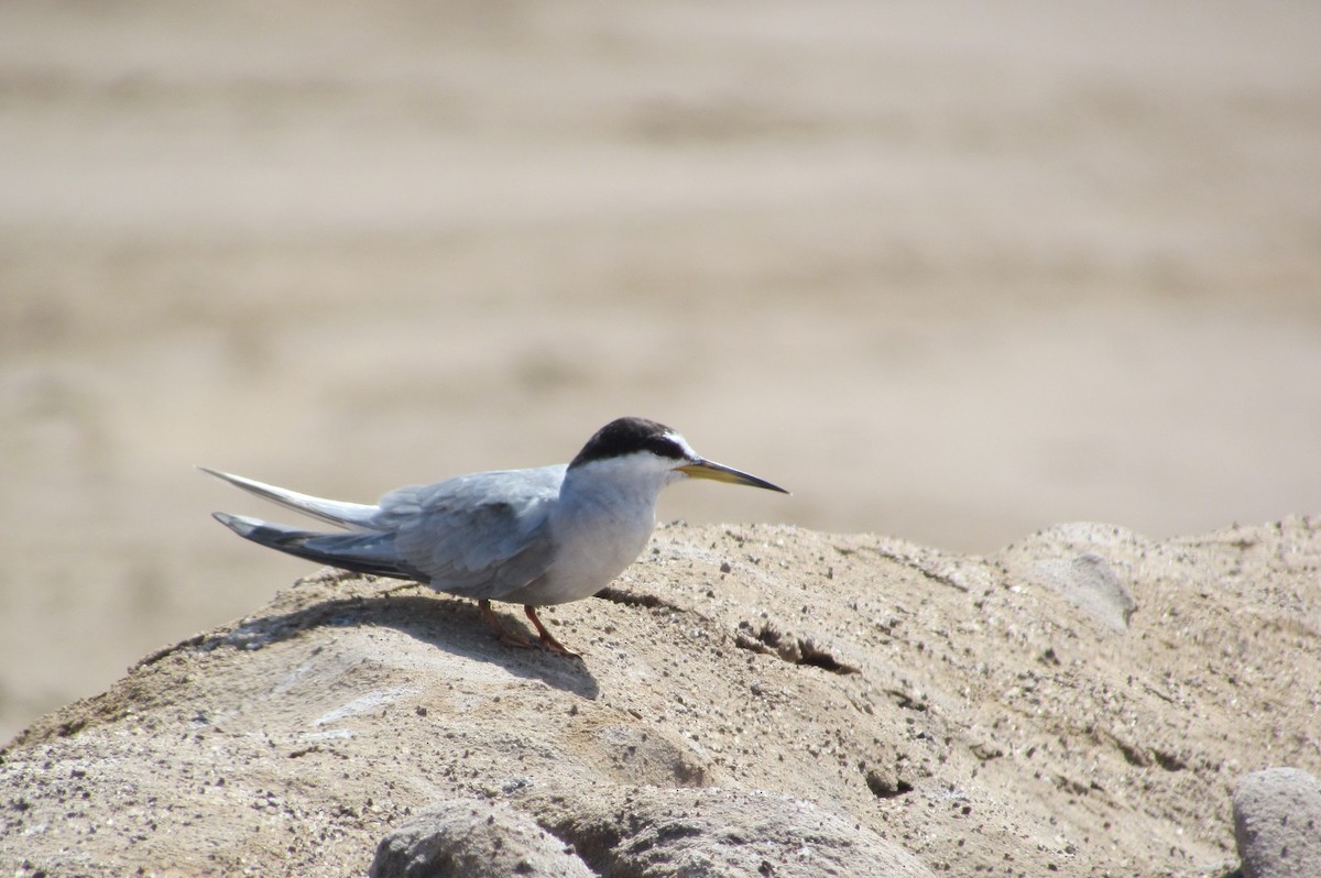 Peruvian Tern - ML614506534