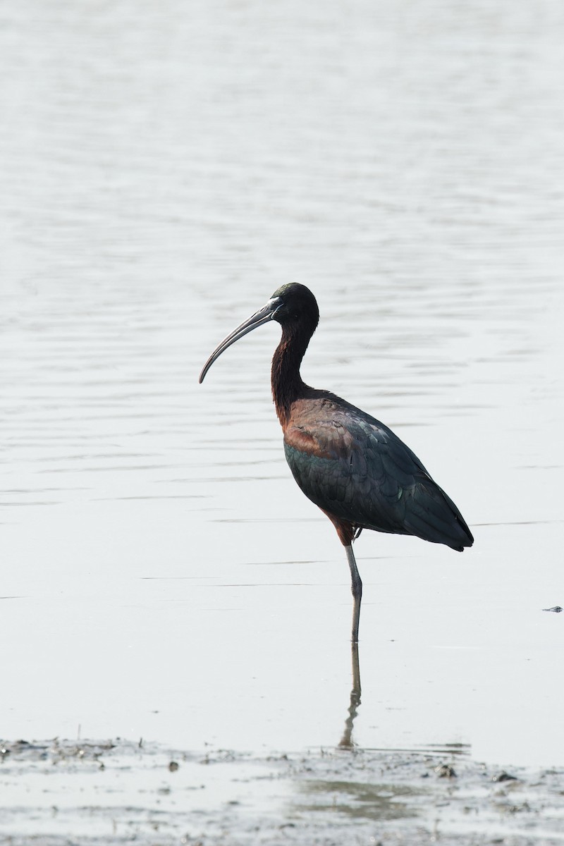 Glossy Ibis - Paul Passant