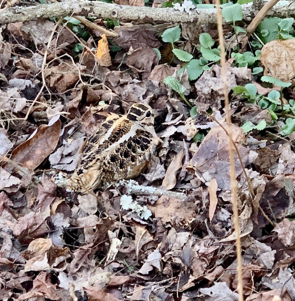 American Woodcock - ML614506705