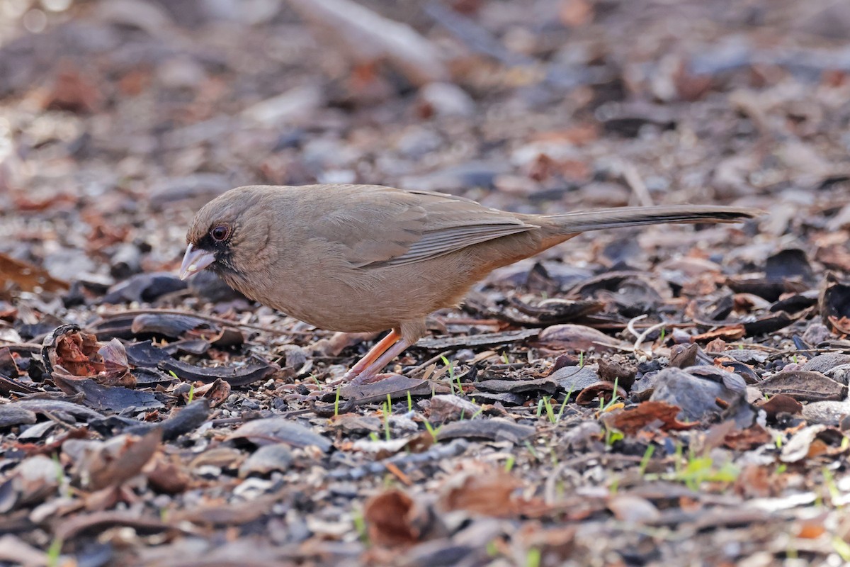 Abert's Towhee - Nathan Wall