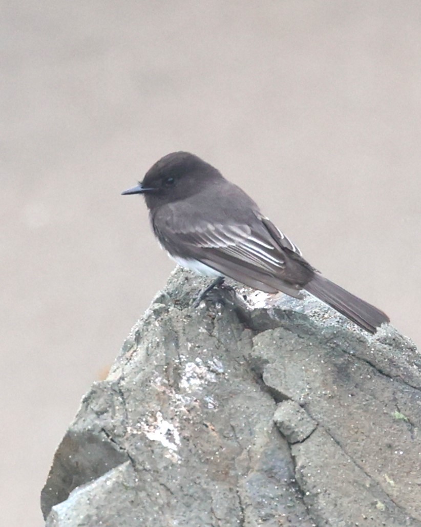 Black Phoebe - ML614506772