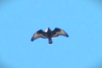 Rough-legged Hawk - Kerry Ross