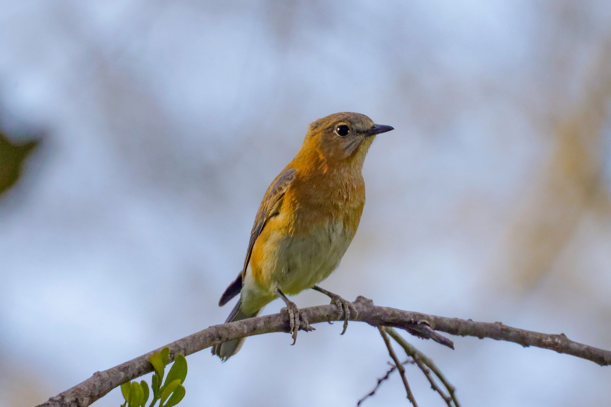 Eastern Bluebird - ML614506852