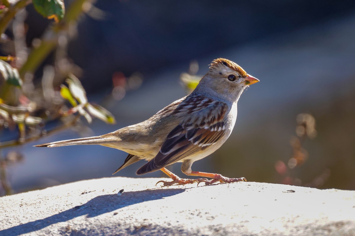 White-crowned Sparrow - ML614506879