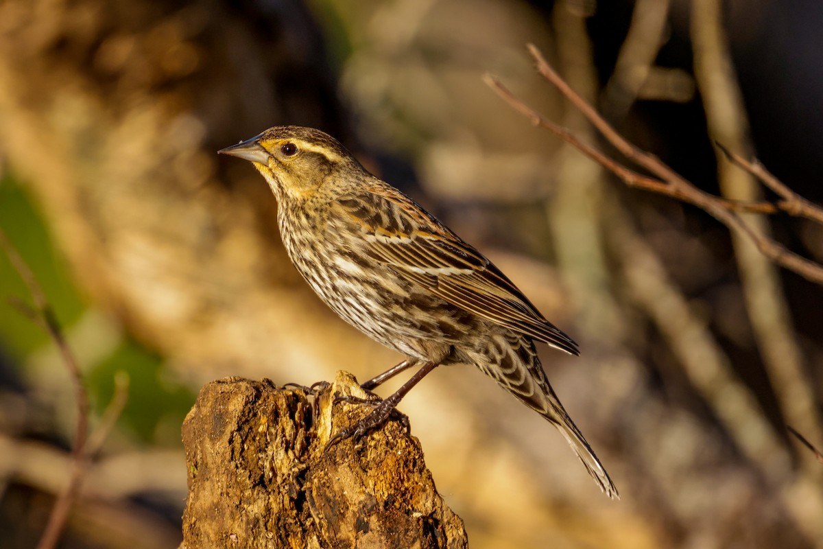 Red-winged Blackbird - ML614506913