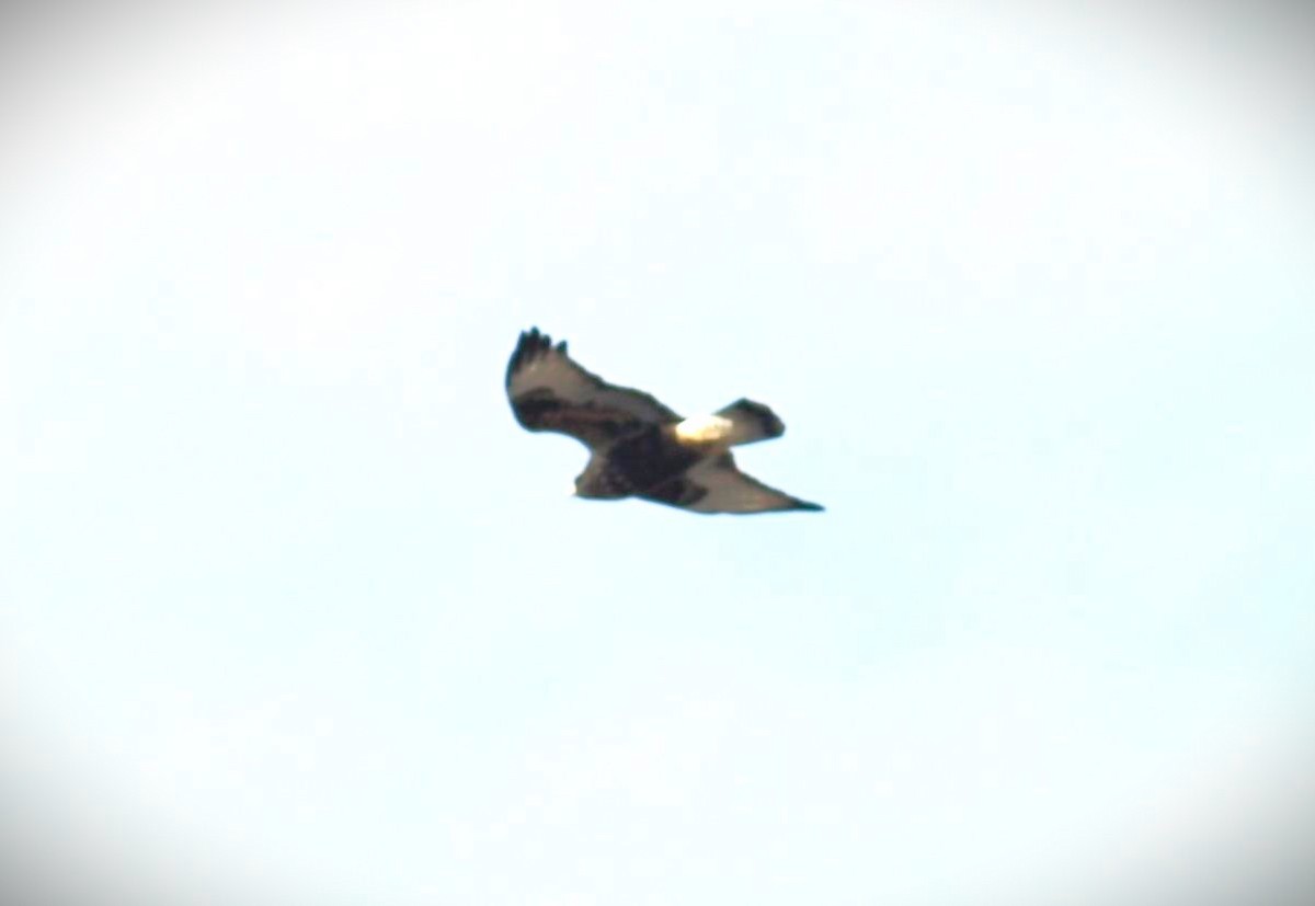 Rough-legged Hawk - Kerry Ross