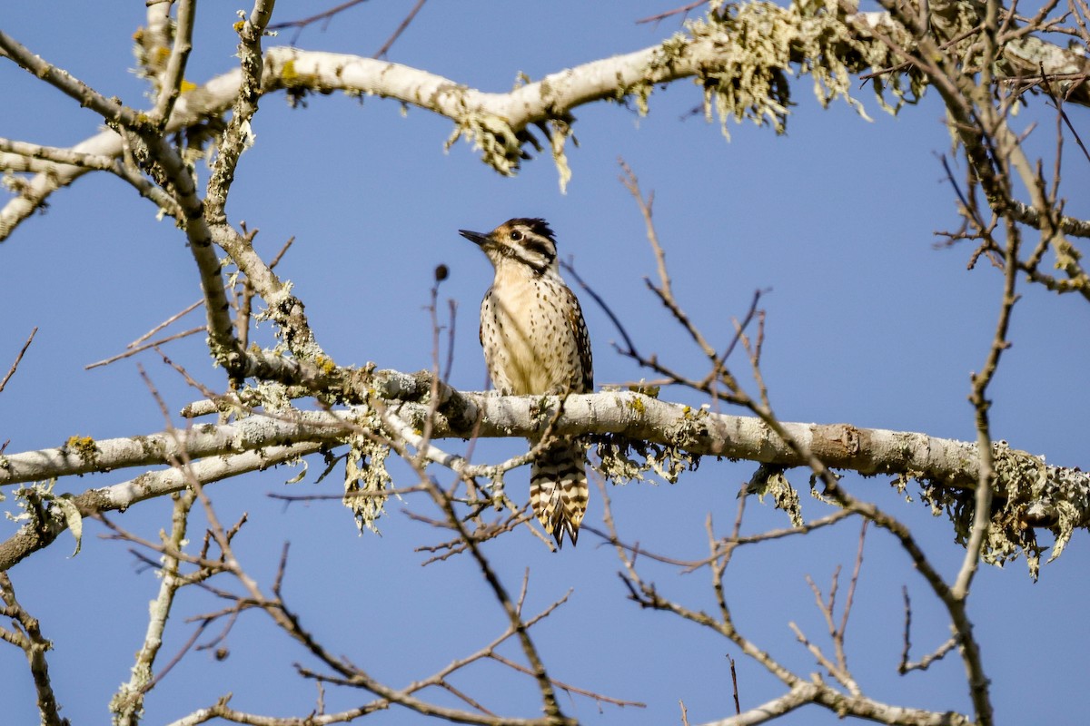 Ladder-backed Woodpecker - ML614506929