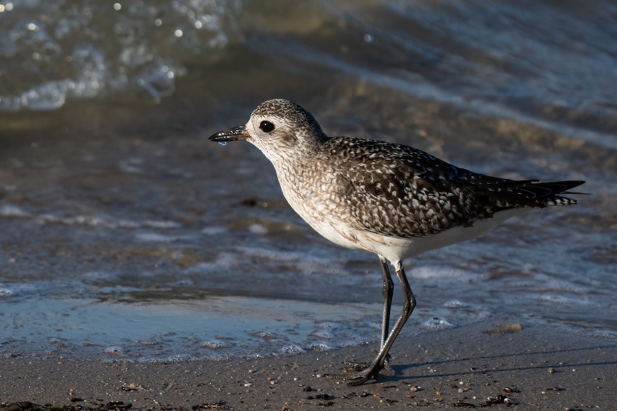 Black-bellied Plover - ML614506993