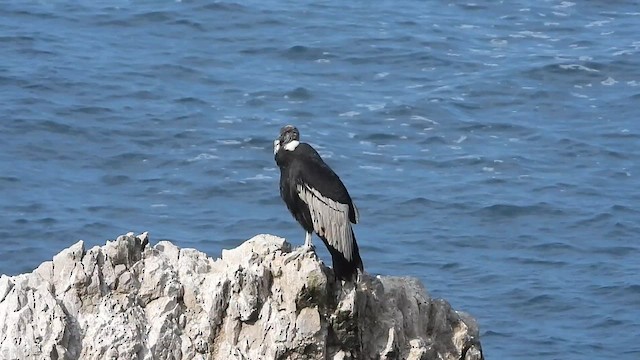 Andean Condor - ML614507002