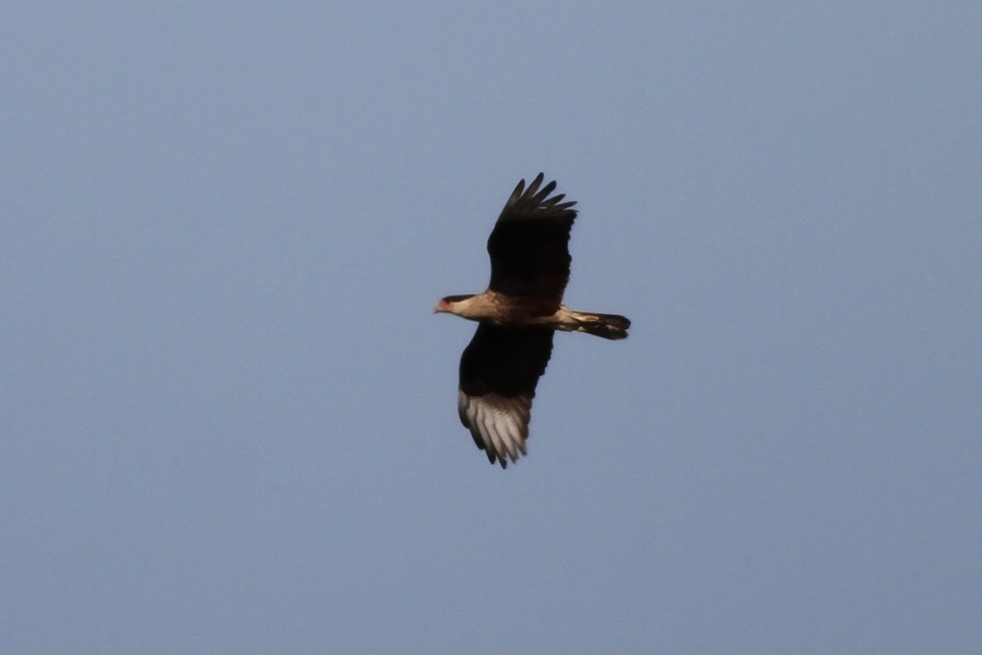 Crested Caracara - ML614507101