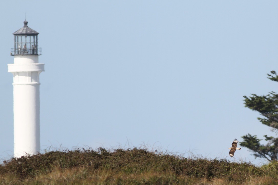 Crested Caracara - ML614507103