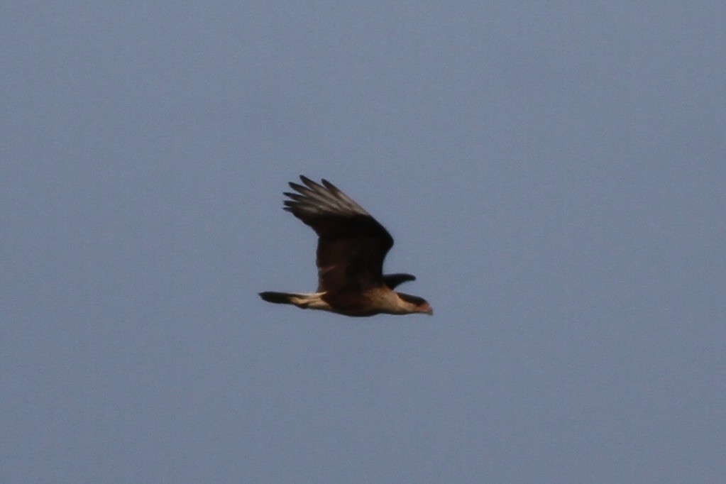 Crested Caracara - ML614507104