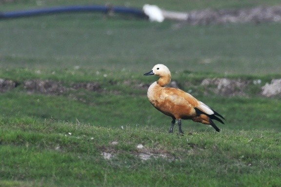 Ruddy Shelduck - ML614507197